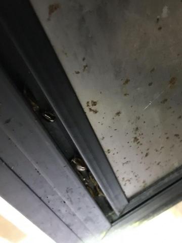 旭海病媒防治企業社 - 蟑螂滋生源