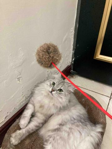 愛貓的保姆小樂 - 陪玩放電