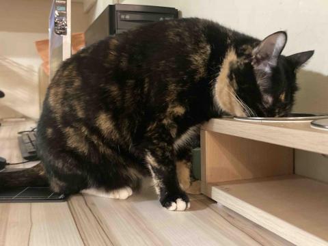 愛貓的保姆小樂 - 到府餵食事實回報餵食情況