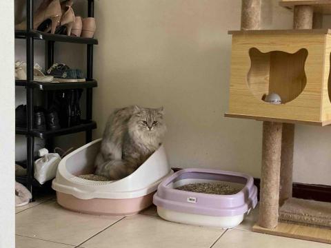 愛貓的保姆小樂 - 確實回報大便、尿尿情況