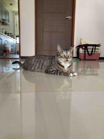 愛貓的保姆小樂 - 簡易居家環境整理