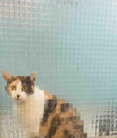 提供煮飯服務的專家恩昕