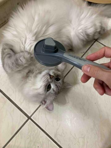 愛貓的保姆小樂 - 玩到翻肚超放鬆