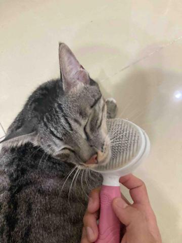 愛貓的保姆小樂 - 多次探訪刷毛服務