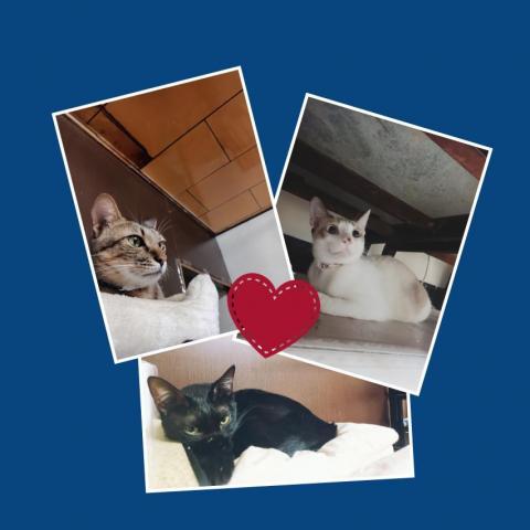 提供錄音win10服務的專家謝佳欣