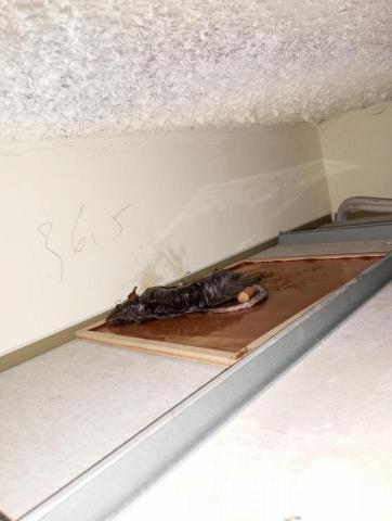 嘉澤滅鼠封堵防治工程 - 溝鼠已安靜沒法跑 嘉澤滅鼠封堵防治工程 - 溝鼠已安靜沒法跑