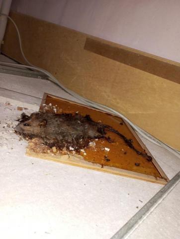 嘉澤滅鼠封堵防治工程 -  嘉澤滅鼠封堵防治工程 -