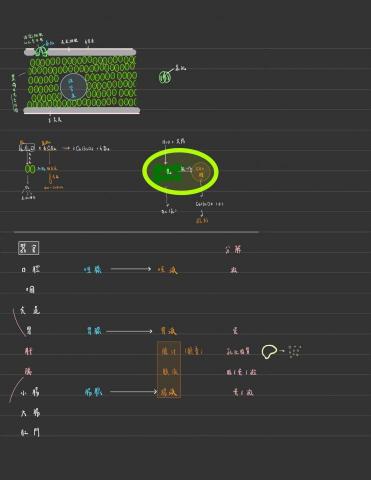 鄧尚緯 - 生物_養分與消化