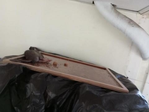 嘉澤滅鼠封堵防治工程 -  嘉澤滅鼠封堵防治工程 -