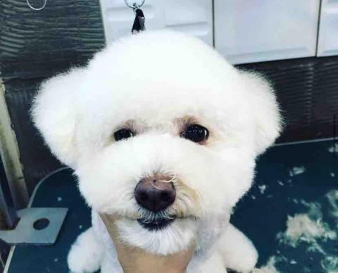 讓寶貝「汪旺好澡」吧 - 