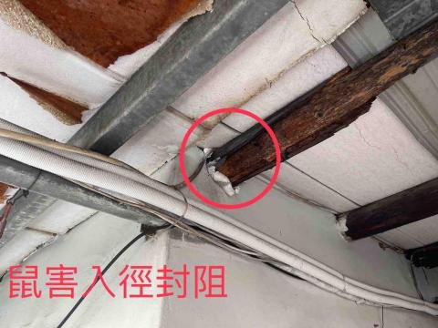 維興環衛有限公司 - 老鼠防治