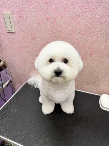 溱溱寵物澡堂 - 