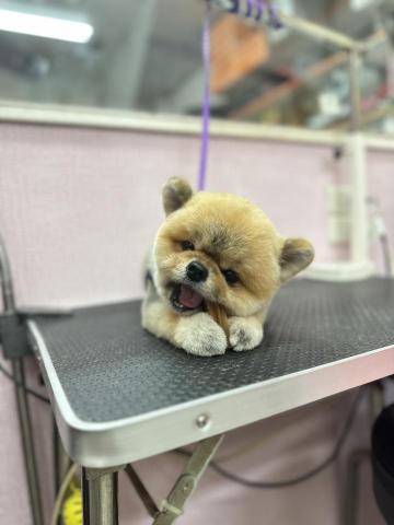 溱溱寵物澡堂 - 