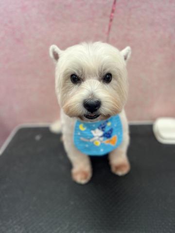 溱溱寵物澡堂 - 