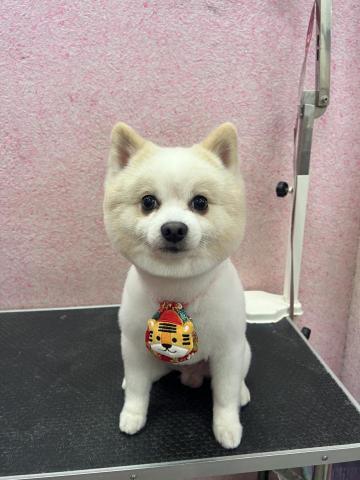 溱溱寵物澡堂 - 