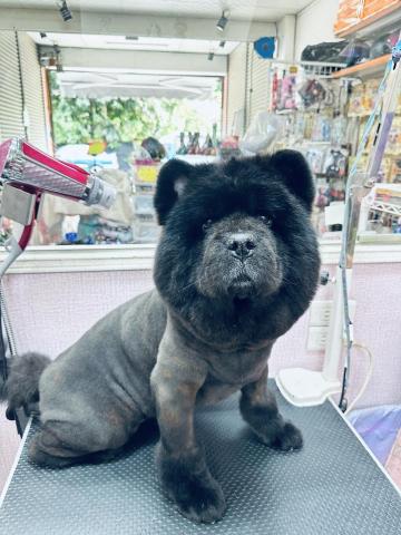 溱溱寵物澡堂 - 