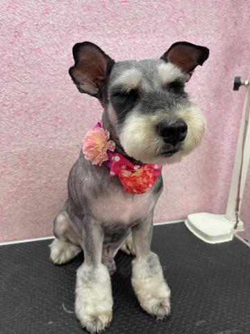 溱溱寵物澡堂 - 