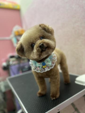 溱溱寵物澡堂 - 