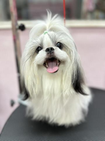 溱溱寵物澡堂 - 