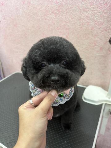 溱溱寵物澡堂 - 