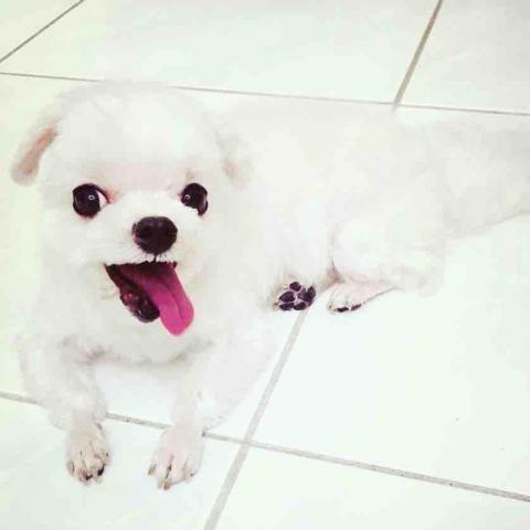 太空毛小孩總署 - 