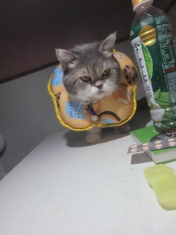 提供遛狗绳服務的專家狗GoGo