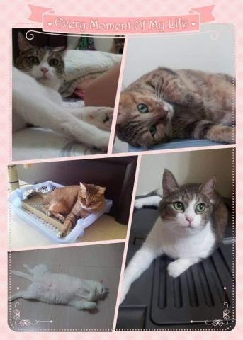 貓保母非喵莫屬黃小妤 - 已登貓星球的4位貓女兒們，很謝謝她們陪伴我多年，延續愛貓之心，決定兼職當任寵物（貓咪）保姆，照護及服務更多毛孩。