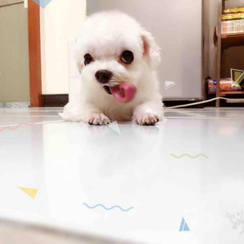 太空毛小孩總署 - 