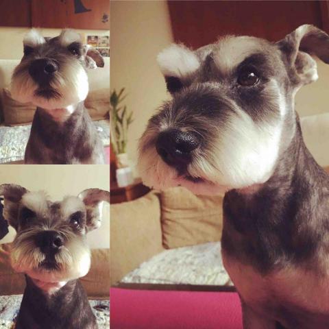 太空毛小孩總署 - 