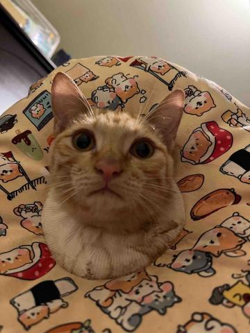 提供寄養服務的專家曾雅均