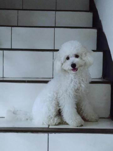 提供版面設計服務的專家小吳