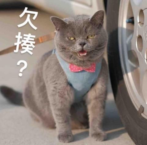 07師傅 - 寵物攝影（出遊外拍）