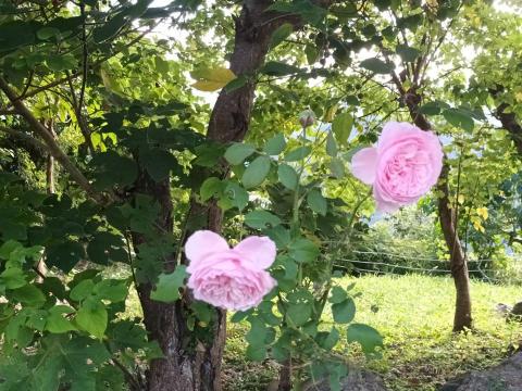 康雅雯 - 台東花磊磊休閒農場的玫瑰花