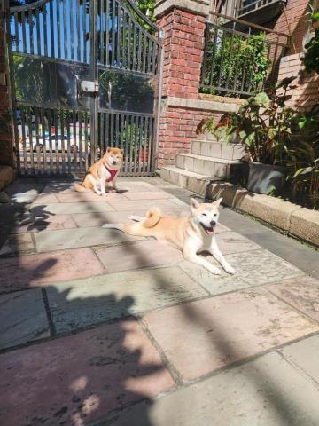 黃薪安 - 溜達曬太陽中