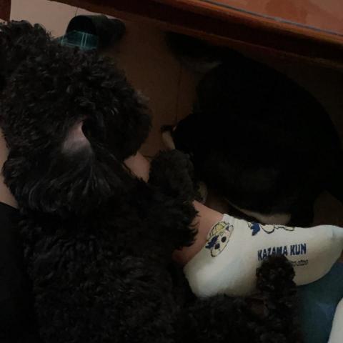 提供按讚攻擊服務的專家Yaping Jan