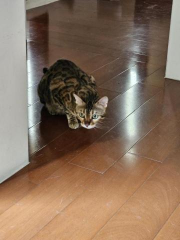 提供汽車修護服務的專家楊俊毅