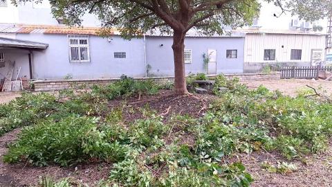 凡來商行 - 低矮樹枝修剪（1.8米以下剪除）