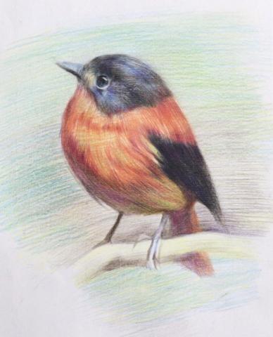 lee kai - 色鉛筆教學示範