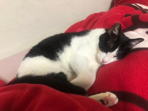 王苡馠 - 自己養的貓咪2