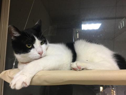 王苡馠 - 自己養的貓咪