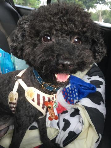 王苡馠 - 高雄老家的狗狗2