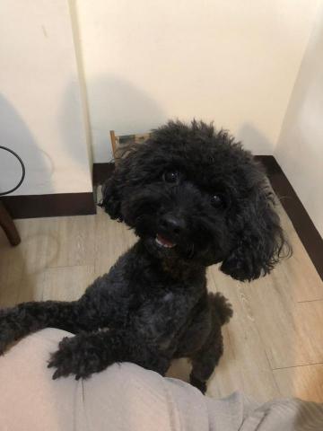 王苡馠 - 高雄老家的狗狗