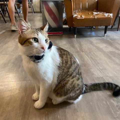 提供書法服務的專家Yu