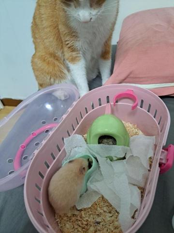 莊語欣 - 出門前監督準備