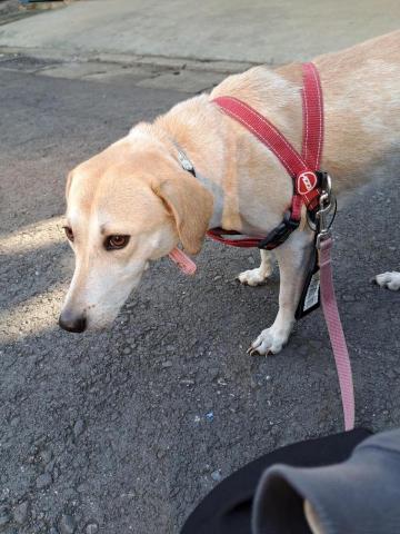 莊語欣 - 繼續遛狗狗