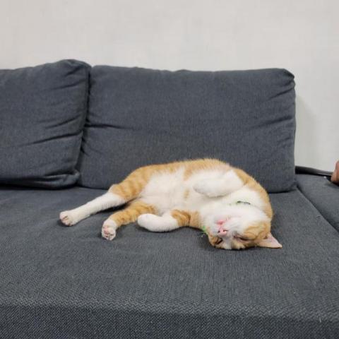 莊語欣 - 也會遛貓貓，但找不到照片