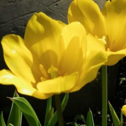 提供打字速度測試服務的專家好蒔光工作室