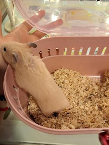 莊語欣 - 遛倉鼠