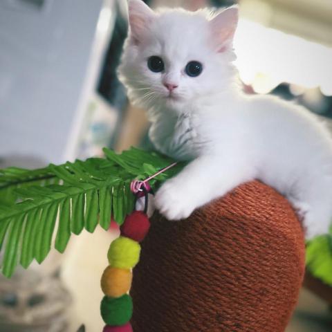 提供收納袋掛服務的專家Cloud Ma