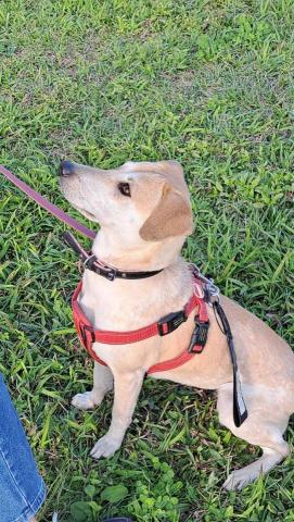 莊語欣 - 幫狗狗拍拍照